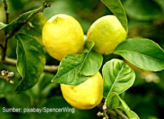 Masker Lemon Menjaga Wajah Anda Selalu Kinclong Jeruk lemon dapat menjaga kesehatan wajah sehingga selalu terlihat cantik.