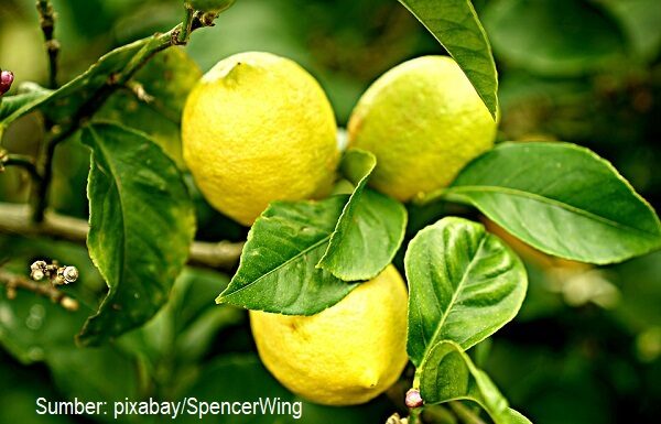 Masker Lemon Menjaga Wajah Anda Selalu Kinclong Jeruk lemon dapat menjaga kesehatan wajah sehingga selalu terlihat cantik.