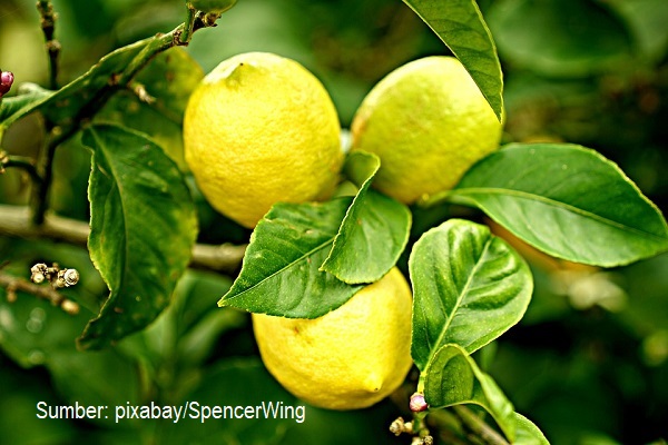 Jeruk lemon dapat menjaga kesehatan wajah sehingga selalu terlihat cantik.