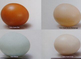 Telur Sumber Protein Terbaik untuk Keluarga Telur sumber protein terbaik untuk keluarga.