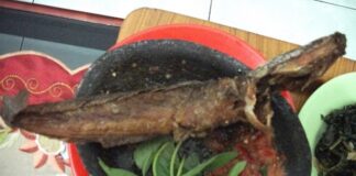 Lele Mengandung Omega 3 dan Omega 6 untuk Meningkatkan Kecerdasan Lele mengandung omega 3 dan omega 6 yang dapat meningkatkan kecerdasan.