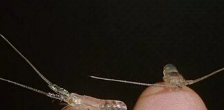 Peraturan Baru Penangkapan Benih Bening dan Pembudidayaan Lobster Air Laut Kementerian Kelautan dan Perikanan menerbitkan peraturan baru tentang penangkapan benih bening, pembudidayaan, serta penangkapan dan/atau pengeluaran lobster air laut.