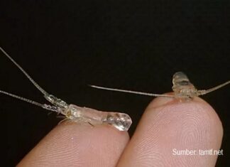 Peraturan Baru Penangkapan Benih Bening dan Pembudidayaan Lobster Air Laut Kementerian Kelautan dan Perikanan menerbitkan peraturan baru tentang penangkapan benih bening, pembudidayaan, serta penangkapan dan/atau pengeluaran lobster air laut.