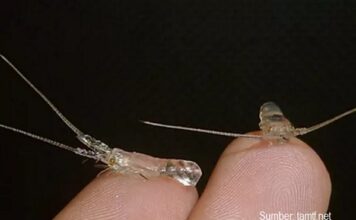 Peraturan Baru Penangkapan Benih Bening dan Pembudidayaan Lobster Air Laut Kementerian Kelautan dan Perikanan menerbitkan peraturan baru tentang penangkapan benih bening, pembudidayaan, serta penangkapan dan/atau pengeluaran lobster air laut.