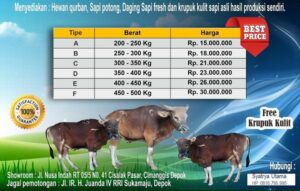 8 Hal yang Perlu Anda Ketahui tentang Sapi Kurban - AGRIKAN