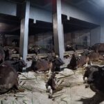 8 Hal yang Perlu Anda Ketahui tentang Sapi Kurban Menyembelih sapi kurban harus mengenai hulqum, mar’i, dan wajadain atau trachea esopagus dan pembuluh darah arteri. Jadi, harus menyayat di belakang jakun.