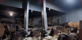 8 Hal yang Perlu Anda Ketahui tentang Sapi Kurban Menyembelih sapi kurban harus mengenai hulqum, mar’i, dan wajadain atau trachea esopagus dan pembuluh darah arteri. Jadi, harus menyayat di belakang jakun.