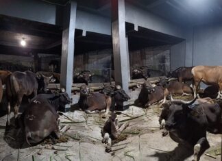 8 Hal yang Perlu Anda Ketahui tentang Sapi Kurban Menyembelih sapi kurban harus mengenai hulqum, mar’i, dan wajadain atau trachea esopagus dan pembuluh darah arteri. Jadi, harus menyayat di belakang jakun.