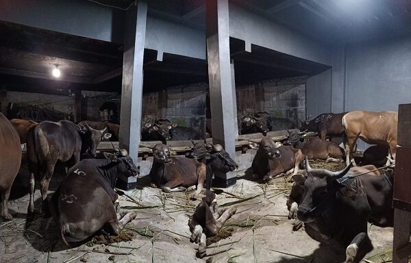 8 Hal yang Perlu Anda Ketahui tentang Sapi Kurban Menyembelih sapi kurban harus mengenai hulqum, mar’i, dan wajadain atau trachea esopagus dan pembuluh darah arteri. Jadi, harus menyayat di belakang jakun.