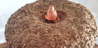 Keunggulan Umbi Porang Penghasil Tepung Glukomannan Kandungan glukomannan pada umbi porang berkisar 44 – 55%.