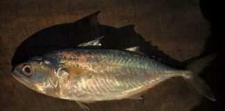 Ikan Kembung Lebih Kaya Omega 3 Kandungan omega 3 ikan kembung 2,4 gram per 100 gram atau 1,5 kali kandungan omega 3 ikan salmon.