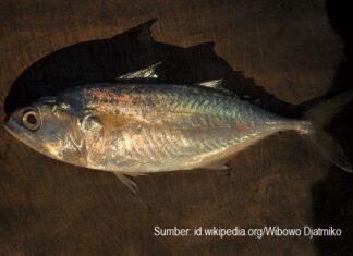 Ikan Kembung Lebih Kaya Omega 3 Kandungan omega 3 ikan kembung 2,4 gram per 100 gram atau 1,5 kali kandungan omega 3 ikan salmon.
