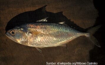 Ikan Kembung Lebih Kaya Omega 3 Kandungan omega 3 ikan kembung 2,4 gram per 100 gram atau 1,5 kali kandungan omega 3 ikan salmon.