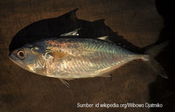 Ikan Kembung Lebih Kaya Omega 3 Kandungan omega 3 ikan kembung 2,4 gram per 100 gram atau 1,5 kali kandungan omega 3 ikan salmon.