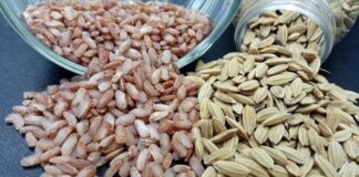 4 Varietas Unggul Beras Merah untuk Kesehatan Rata-rata hasil varietas beras merah Inpari Arumba sekitar 6,12 ton gabah kering giling (GKG)/ha.