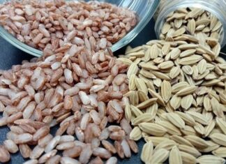 4 Varietas Unggul Beras Merah untuk Kesehatan Rata-rata hasil varietas beras merah Inpari Arumba sekitar 6,12 ton gabah kering giling (GKG)/ha.