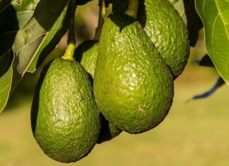 Cara Meningkatkan Jumlah Bunga Alpukat Menjadi Buah, Tanam Tipe A dan B Meningkatkan jumlah bunga alpukat menjadi buah.