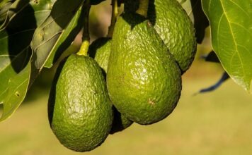 Cara Meningkatkan Jumlah Bunga Alpukat Menjadi Buah, Tanam Tipe A dan B Meningkatkan jumlah bunga alpukat menjadi buah.