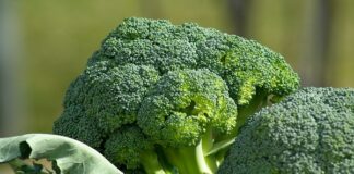 20 Jenis Makanan yang Memperkuat Sistem Imun Tubuh Brokoli mengandung vitamin A, C, E, serat, dan antioksidan, yang dapat memperkuat sistem imun tubuh.