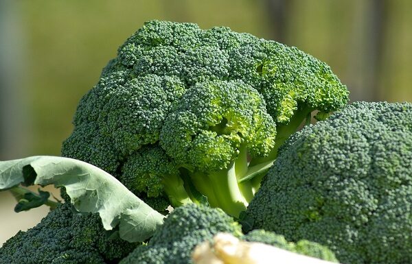 20 Jenis Makanan yang Memperkuat Sistem Imun Tubuh Brokoli mengandung vitamin A, C, E, serat, dan antioksidan, yang dapat memperkuat sistem imun tubuh.