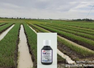 Cara Aplikasi Herbisida Goal 240 EC untuk Mengendalikan Gulma Bawang Merah Cara aplikasi herbisida Goal 240 EC.