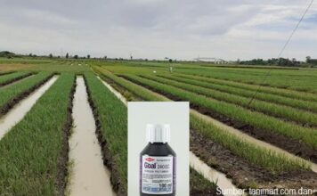 Cara Aplikasi Herbisida Goal 240 EC untuk Mengendalikan Gulma Bawang Merah Cara aplikasi herbisida Goal 240 EC.