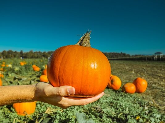 Labu Kuning Kaya Vitamin dan Mineral Penting Perkuat Imun Tubuh Labu kuning kaya vitamin dan mineral untuk meningkatkan sistem imun tubuh.