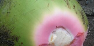 Manfaat Air Kelapa Hijau Asli, Bisa Optimalkan Imun Tubuh Salah satu ciri kelapa hijau asli adalah serabut kelapa bagian atas berwarna merah muda keunguan.