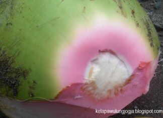 Manfaat Air Kelapa Hijau Asli, Bisa Optimalkan Imun Tubuh Salah satu ciri kelapa hijau asli adalah serabut kelapa bagian atas berwarna merah muda keunguan.