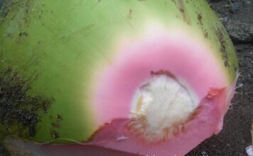 Manfaat Air Kelapa Hijau Asli, Bisa Optimalkan Imun Tubuh Salah satu ciri kelapa hijau asli adalah serabut kelapa bagian atas berwarna merah muda keunguan.