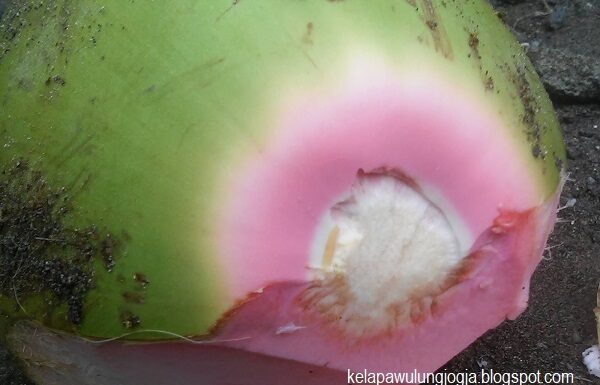 Manfaat Air Kelapa Hijau Asli, Bisa Optimalkan Imun Tubuh Salah satu ciri kelapa hijau asli adalah serabut kelapa bagian atas berwarna merah muda keunguan.