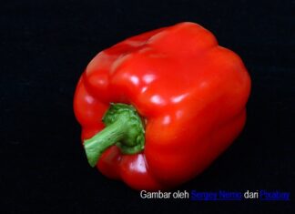 5 Vitamin dan 3 Mineral dari Makanan yang Meningkatkan Daya Tahan Tubuh Paprika merah merupakan salah satu makanan yang kaya vitamin C.