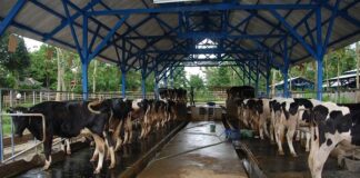 Cara Mendapatkan Calving Interval Sapi Perah 12 Bulan Calving interval atau selang kelahiran merupakan rentang waktu dari satu kelahiran sampai kelahiran berikutnya.