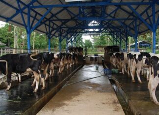 Cara Mendapatkan Calving Interval Sapi Perah 12 Bulan Calving interval atau selang kelahiran merupakan rentang waktu dari satu kelahiran sampai kelahiran berikutnya.