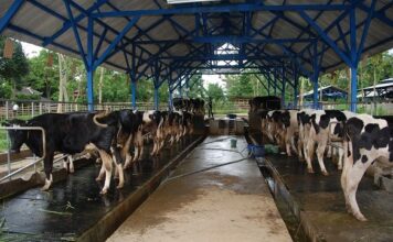 Cara Mendapatkan Calving Interval Sapi Perah 12 Bulan Calving interval atau selang kelahiran merupakan rentang waktu dari satu kelahiran sampai kelahiran berikutnya.