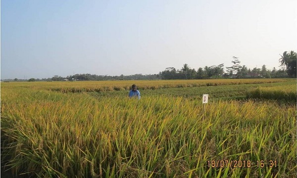 Rata-rata hasil varietas beras merah Pamera sekitar 6,43 ton GKG/ha.