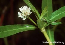 Mengenal Jenis Gulma pada Tanaman Bawang Merah Jenis gulma pada tanaman bawang merah.