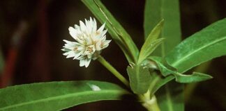 Mengenal Jenis Gulma pada Tanaman Bawang Merah Jenis gulma pada tanaman bawang merah.