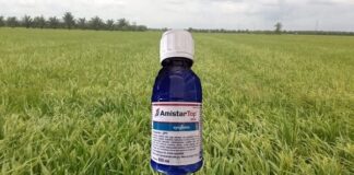 Amistar Top, Fungisida Andalan Petani Padi Meningkatkan Hasil Panen Fungisida andalan petani padi meningkatkan hasil panen.