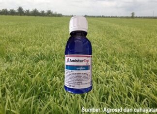 Amistar Top, Fungisida Andalan Petani Padi Meningkatkan Hasil Panen Fungisida andalan petani padi meningkatkan hasil panen.