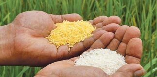 Padi Transgenik Golden Rice Sudah Boleh Diperdagangkan di Filipina Padi transgenik Golden Rice diperdagangkan di Filipina.