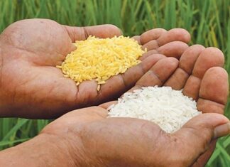 Padi Transgenik Golden Rice Sudah Boleh Diperdagangkan di Filipina Padi transgenik Golden Rice diperdagangkan di Filipina.