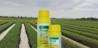 Cara Mencekal Gulma pada Tanaman Bawang Merah dengan Herbisida Prowl Mencekal gulma pada tanaman bawang merah.