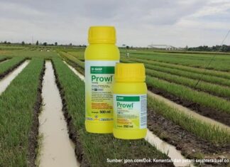 Cara Mencekal Gulma pada Tanaman Bawang Merah dengan Herbisida Prowl Mencekal gulma pada tanaman bawang merah.