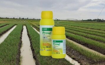 Cara Mencekal Gulma pada Tanaman Bawang Merah dengan Herbisida Prowl Mencekal gulma pada tanaman bawang merah.