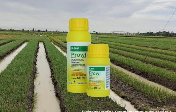 Cara Mencekal Gulma pada Tanaman Bawang Merah dengan Herbisida Prowl Mencekal gulma pada tanaman bawang merah.