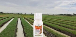 Herbisida Rumpas Ampuh Membasmi Gulma pada Tanaman Bawang Merah Herbisida Rumpas ampuh membasmi gulma.