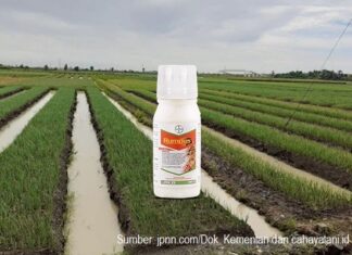 Herbisida Rumpas Ampuh Membasmi Gulma pada Tanaman Bawang Merah Herbisida Rumpas ampuh membasmi gulma.
