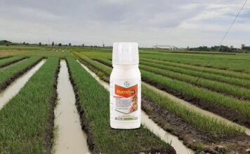 Herbisida Rumpas Ampuh Membasmi Gulma pada Tanaman Bawang Merah Herbisida Rumpas ampuh membasmi gulma.