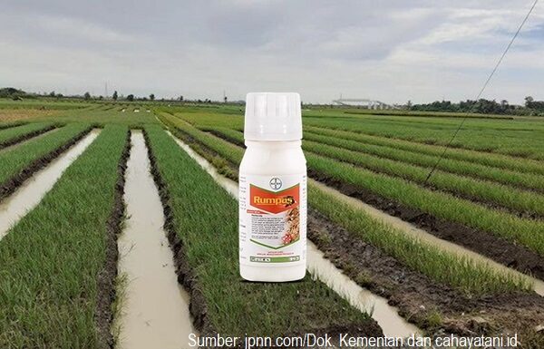 Herbisida Rumpas Ampuh Membasmi Gulma pada Tanaman Bawang Merah Herbisida Rumpas ampuh membasmi gulma.